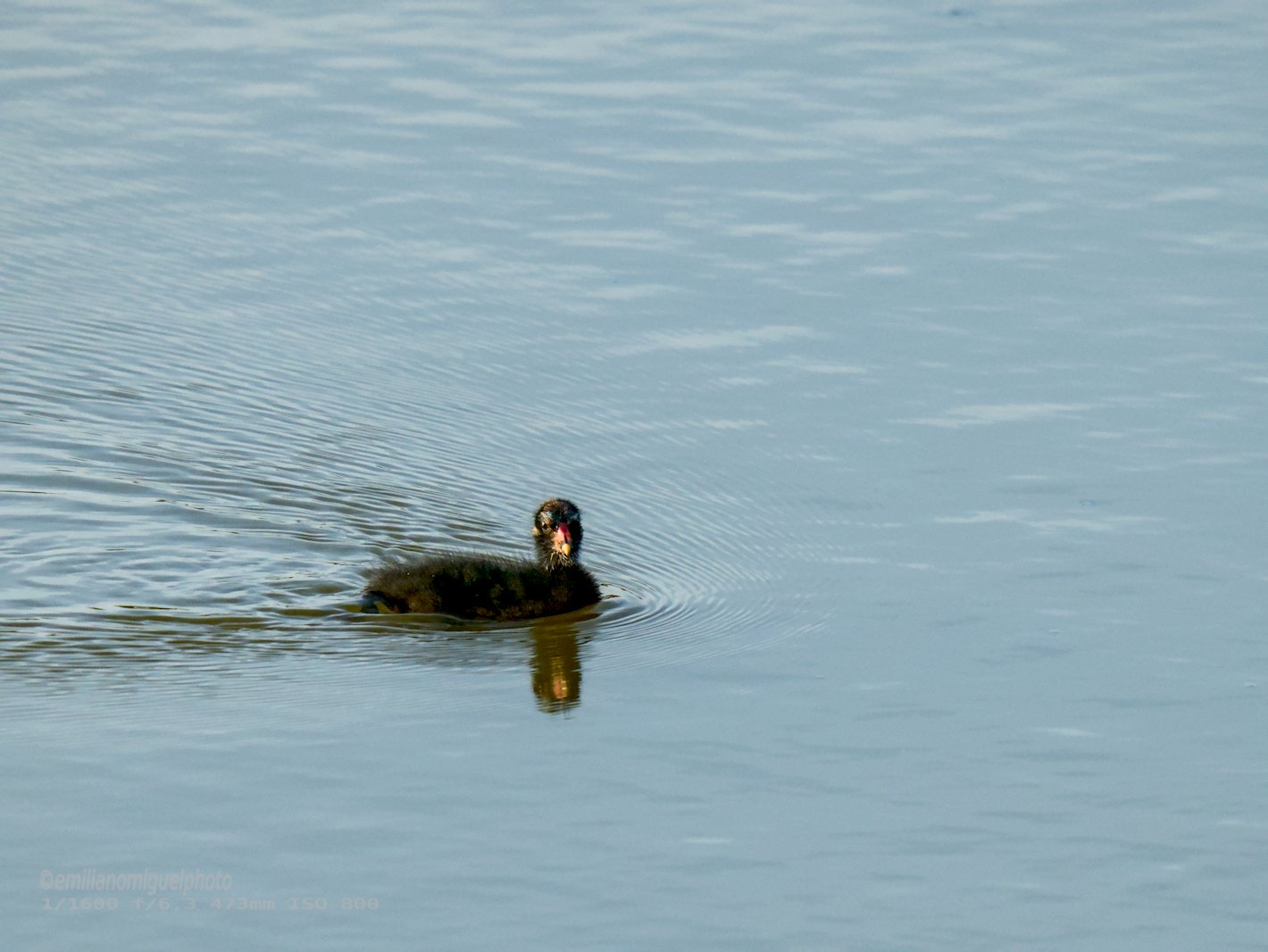 Gallineta Comun - Gallinula chloropus - Polla d'aigua comuna