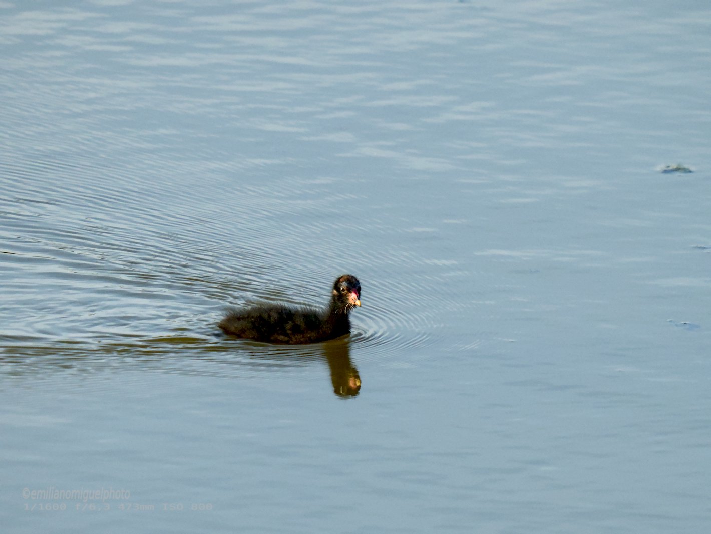 Gallineta Comun - Gallinula chloropus - Polla d'aigua comuna