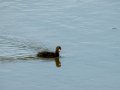 Gallineta Comun - Gallinula chloropus - Polla d'aigua comuna
