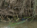 Gallineta común