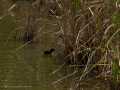 Delta del Llobregat