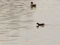 Delta del Llobregat