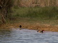 Delta del Llobregat