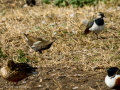 Gallineta Comun - Gallinula chloropus - Polla d'aigua comuna