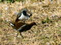Gallineta Comun - Gallinula chloropus - Polla d'aigua comuna