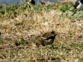 Gallineta Comun - Gallinula chloropus - Polla d'aigua comuna