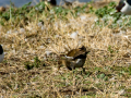 Gallineta Comun - Gallinula chloropus - Polla d'aigua comuna