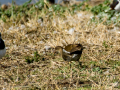 Gallineta Comun - Gallinula chloropus - Polla d'aigua comuna