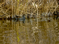 Gallineta Comun - Gallinula chloropus - Polla d'aigua comuna