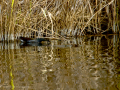 Gallineta Comun - Gallinula chloropus - Polla d'aigua comuna