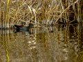 Gallineta Comun - Gallinula chloropus - Polla d'aigua comuna