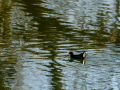 Gallineta Comun - Gallinula chloropus - Polla d'aigua comuna