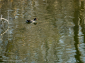 Gallineta Comun - Gallinula chloropus - Polla d'aigua comuna