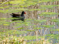 Gallineta Comun - Gallinula chloropus - Polla d'aigua comuna