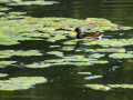 Gallineta Comun - Gallinula chloropus - Polla d'aigua comuna