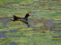 Gallineta Comun - Gallinula chloropus - Polla d'aigua comuna