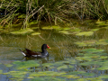 Gallineta Comun - Gallinula chloropus - Polla d'aigua comuna