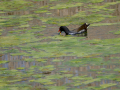 Gallineta Comun - Gallinula chloropus - Polla d'aigua comuna