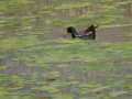 Gallineta Comun - Gallinula chloropus - Polla d'aigua comuna