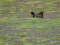 Gallineta Comun - Gallinula chloropus - Polla d'aigua comuna