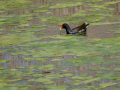 Gallineta Comun - Gallinula chloropus - Polla d'aigua comuna