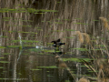 Gallineta Comun - Gallinula chloropus - Polla d'aigua comuna
