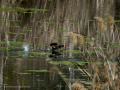 Gallineta Comun - Gallinula chloropus - Polla d'aigua comuna