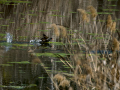 Gallineta Comun - Gallinula chloropus - Polla d'aigua comuna