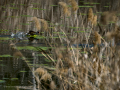 Gallineta Comun - Gallinula chloropus - Polla d'aigua comuna