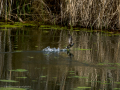Gallineta Comun - Gallinula chloropus - Polla d'aigua comuna