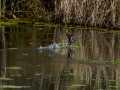 Gallineta Comun - Gallinula chloropus - Polla d'aigua comuna