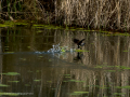 Gallineta Comun - Gallinula chloropus - Polla d'aigua comuna