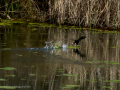 Gallineta Comun - Gallinula chloropus - Polla d'aigua comuna