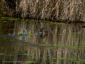 Gallineta Comun - Gallinula chloropus - Polla d'aigua comuna