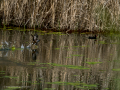 Gallineta Comun - Gallinula chloropus - Polla d'aigua comuna