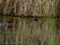 Gallineta Comun - Gallinula chloropus - Polla d'aigua comuna