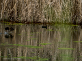 Gallineta Comun - Gallinula chloropus - Polla d'aigua comuna