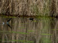 Gallineta Comun - Gallinula chloropus - Polla d'aigua comuna