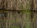 Gallineta Comun - Gallinula chloropus - Polla d'aigua comuna