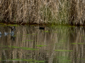 Gallineta Comun - Gallinula chloropus - Polla d'aigua comuna