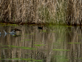 Gallineta Comun - Gallinula chloropus - Polla d'aigua comuna