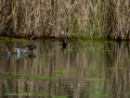 Gallineta Comun - Gallinula chloropus - Polla d'aigua comuna