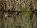 Gallineta Comun - Gallinula chloropus - Polla d'aigua comuna