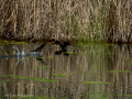 Gallineta Comun - Gallinula chloropus - Polla d'aigua comuna