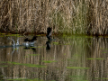 Gallineta Comun - Gallinula chloropus - Polla d'aigua comuna