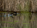 Gallineta Comun - Gallinula chloropus - Polla d'aigua comuna