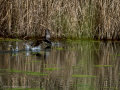 Gallineta Comun - Gallinula chloropus - Polla d'aigua comuna