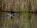 Gallineta Comun - Gallinula chloropus - Polla d'aigua comuna