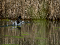 Gallineta Comun - Gallinula chloropus - Polla d'aigua comuna