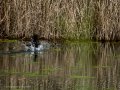 Gallineta Comun - Gallinula chloropus - Polla d'aigua comuna